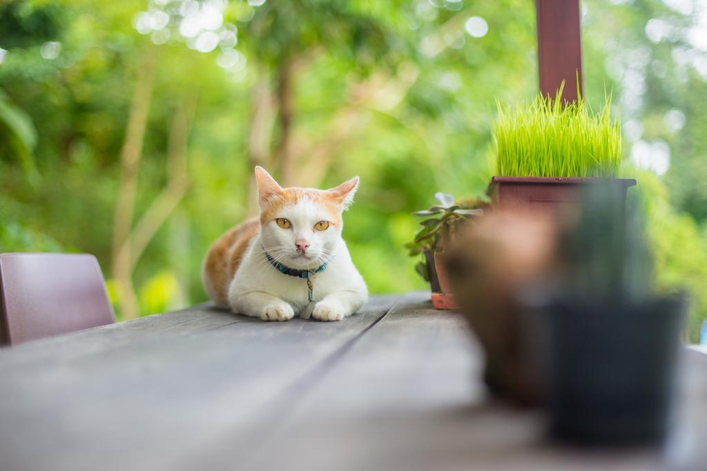 Baan Kati Sod Pai Exterior foto